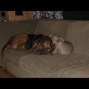 Meet your Posher, Melanie